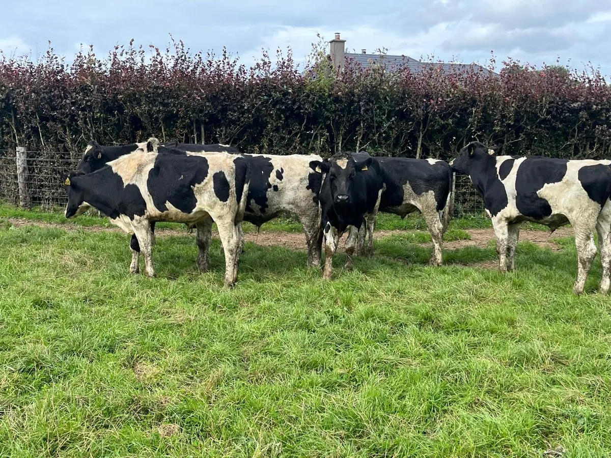 10 proper 420 kg British Frisian bullocks - Image 3