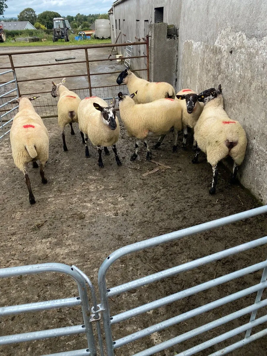 Breeding Ewe Hoggets - Image 1