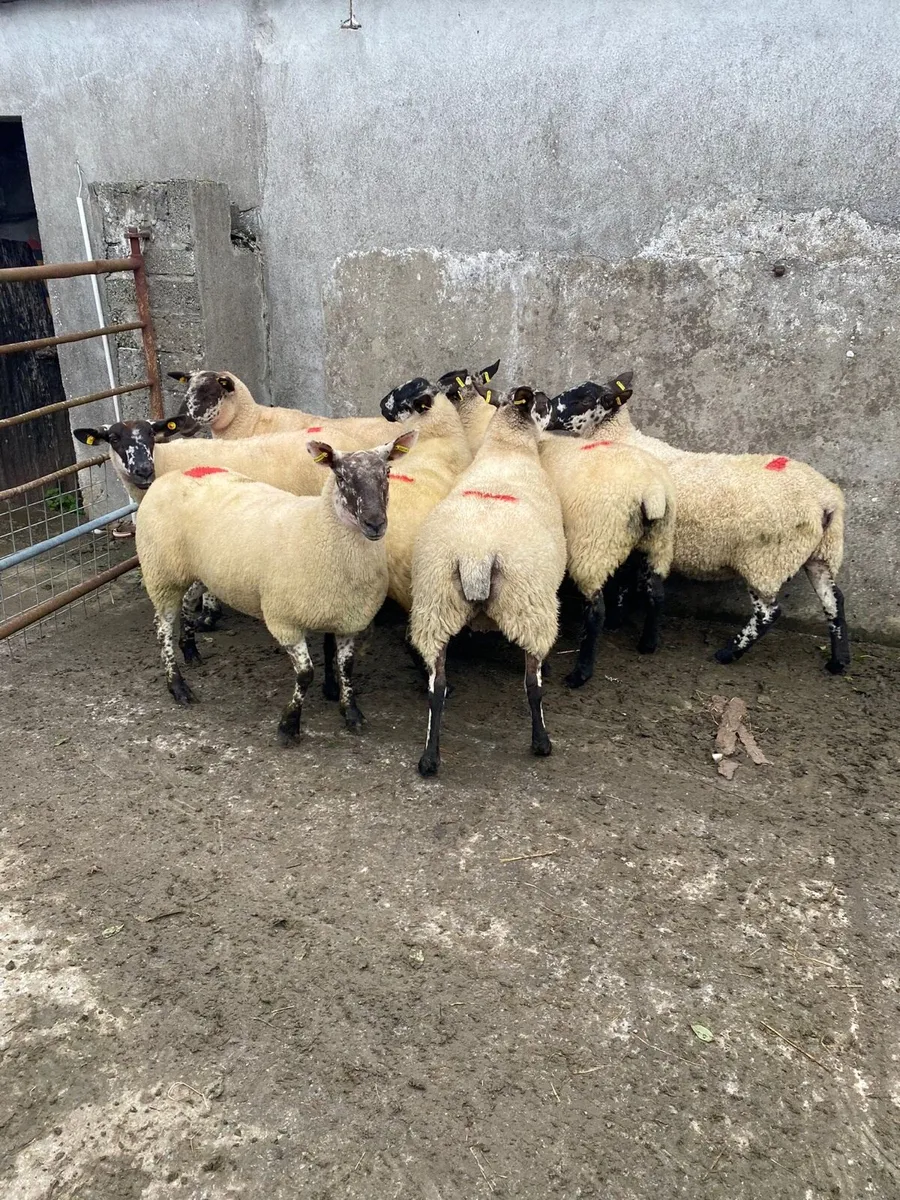 Breeding Ewe Hoggets - Image 2