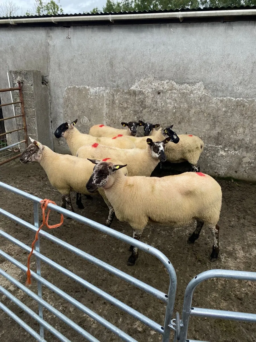 Breeding Ewe Hoggets - Image 4