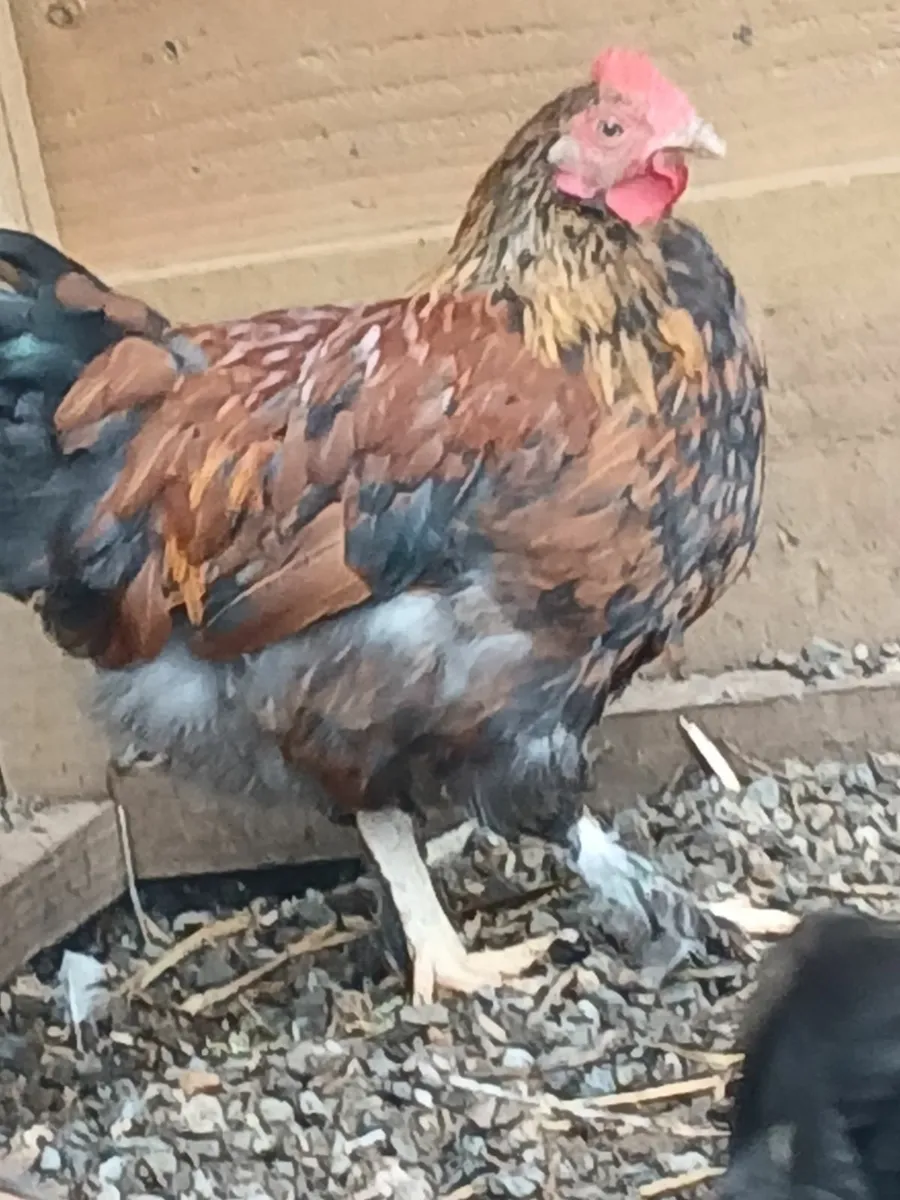 Roosters 🐓 - Image 2