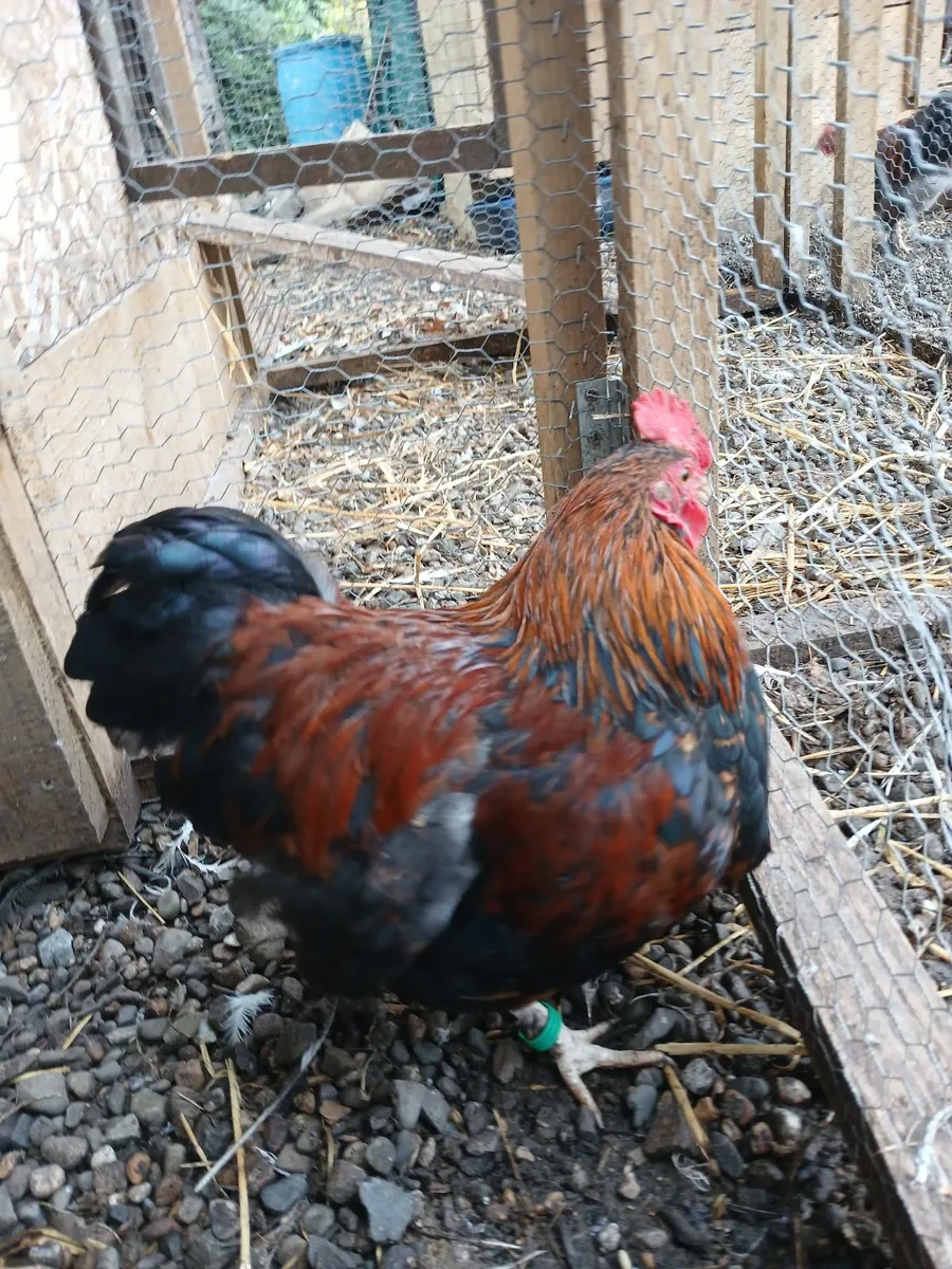 Roosters 🐓 - Image 3