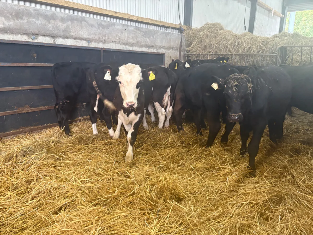 12 Super Angus and Hereford bulls - Image 1