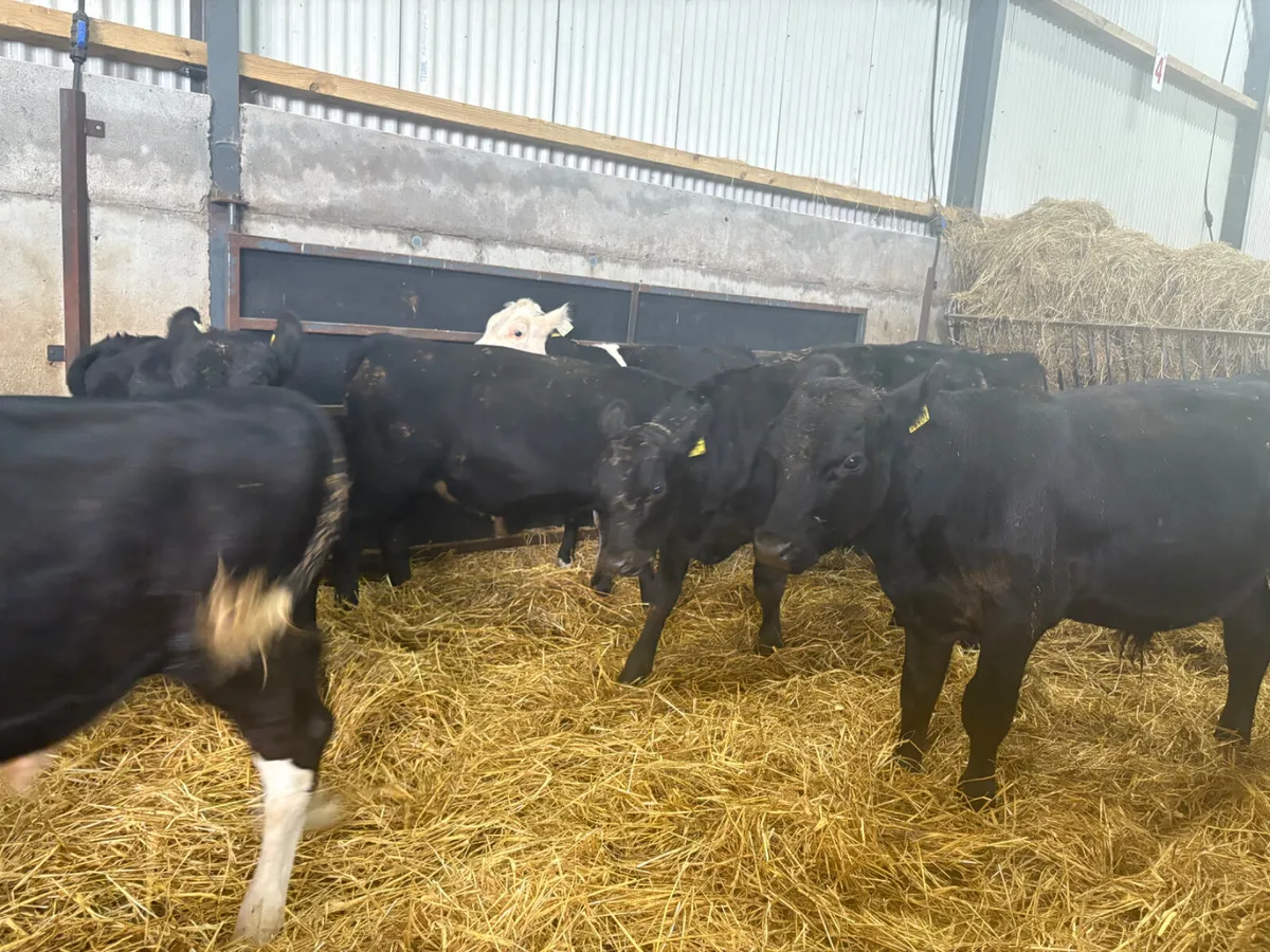 12 Super Angus and Hereford bulls - Image 2