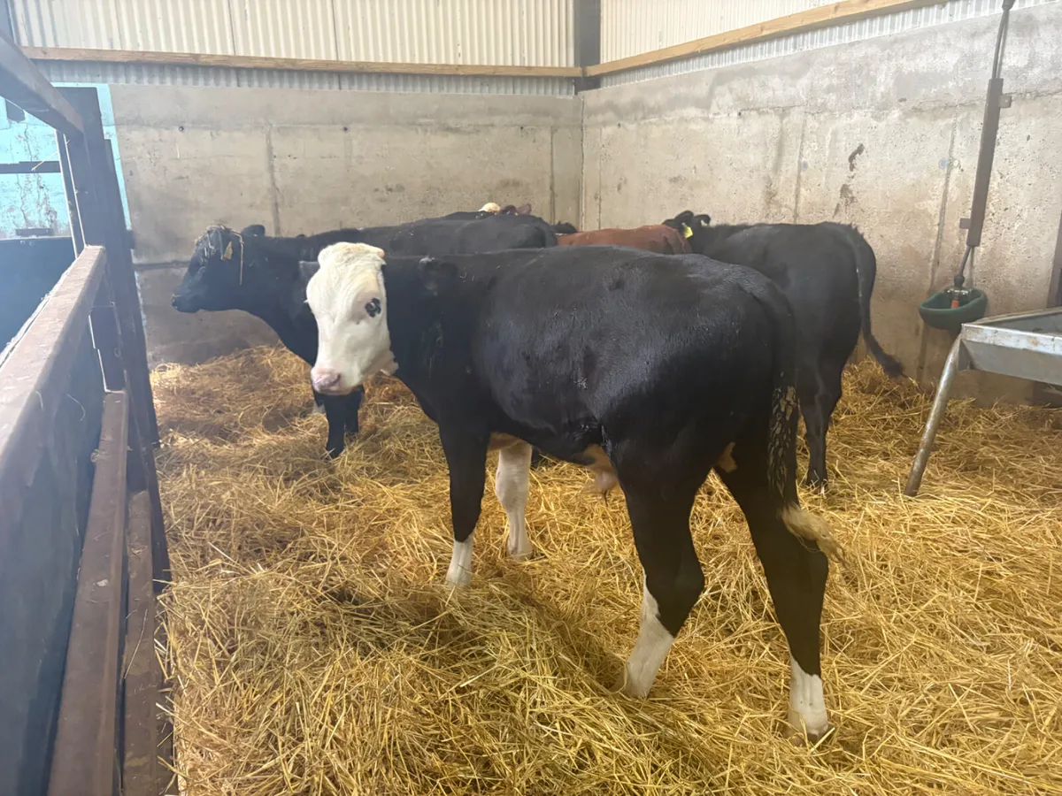 12 Super Angus and Hereford bulls - Image 3