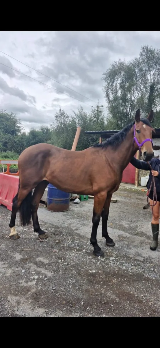 Horse 4 year old gelding - Image 2