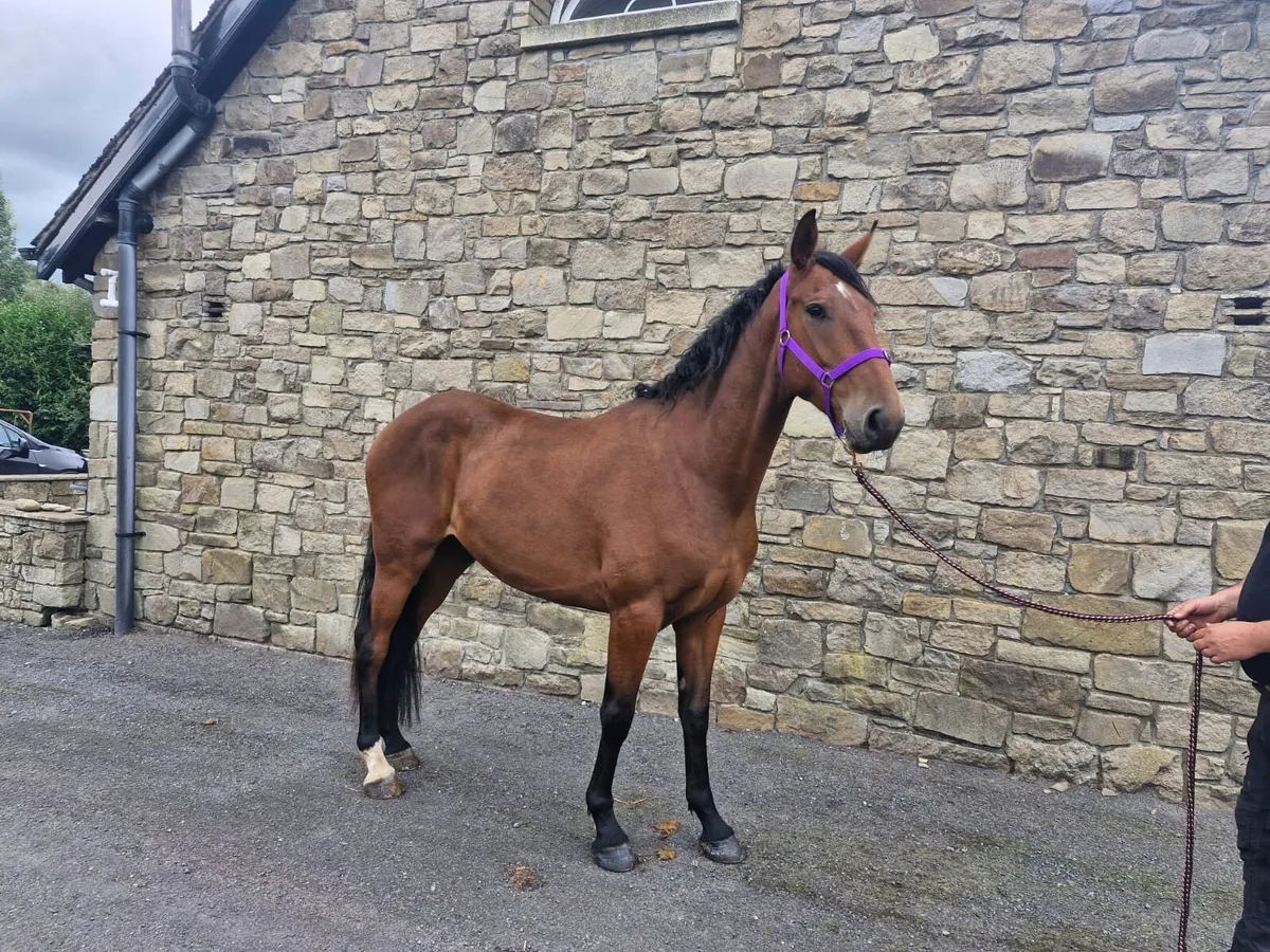 Horse 4 year old gelding - Image 3