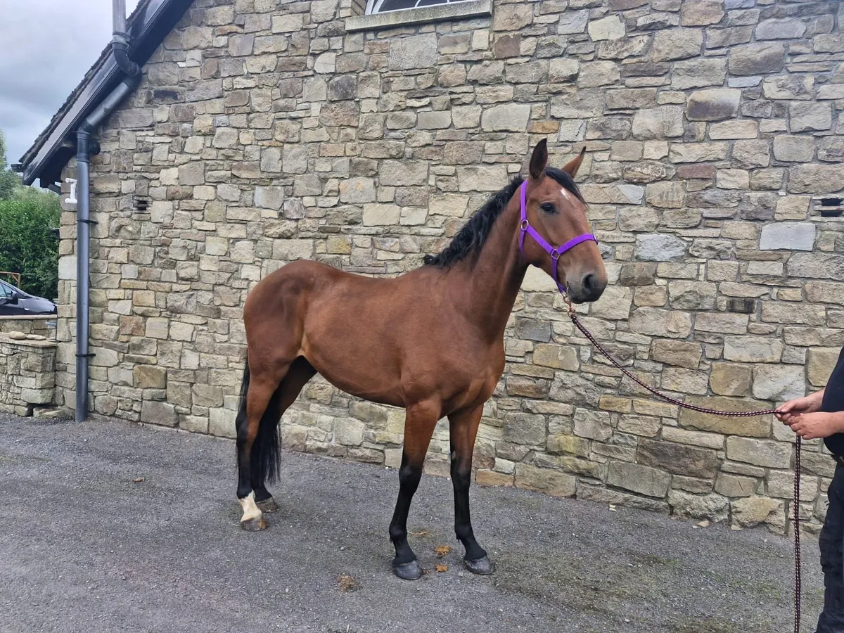 Horse 4 year old gelding - Image 4