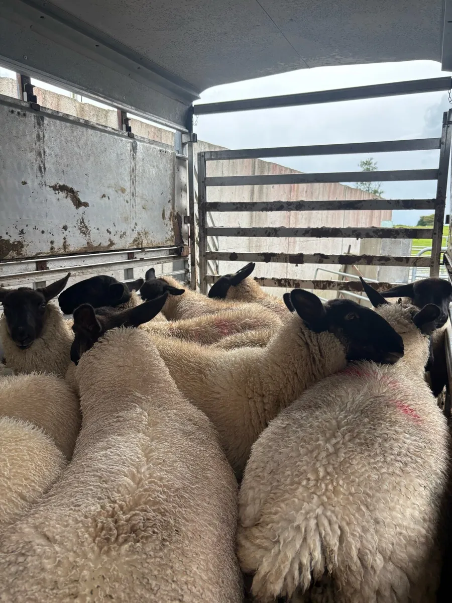 Suffolk X Ewe Lambs - Image 1
