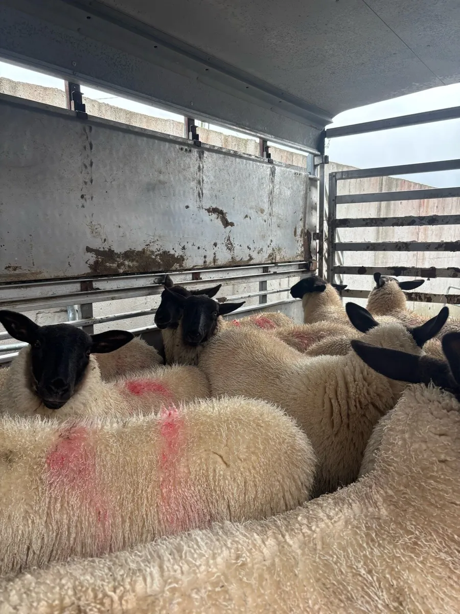 Suffolk X Ewe Lambs - Image 2