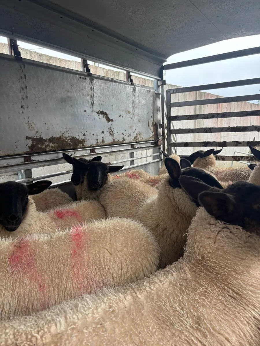 Suffolk X Ewe Lambs - Image 3