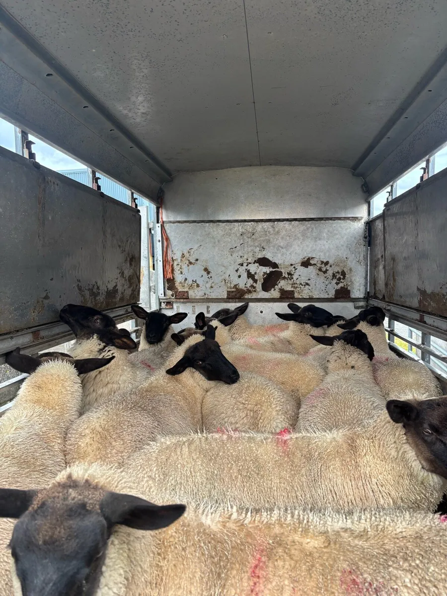 Suffolk X Ewe Lambs - Image 4