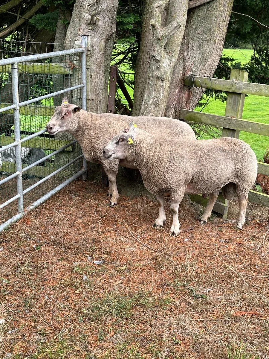 Rams - Image 2