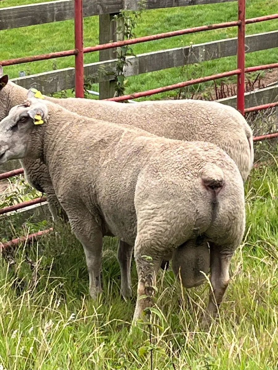 Rams - Image 3