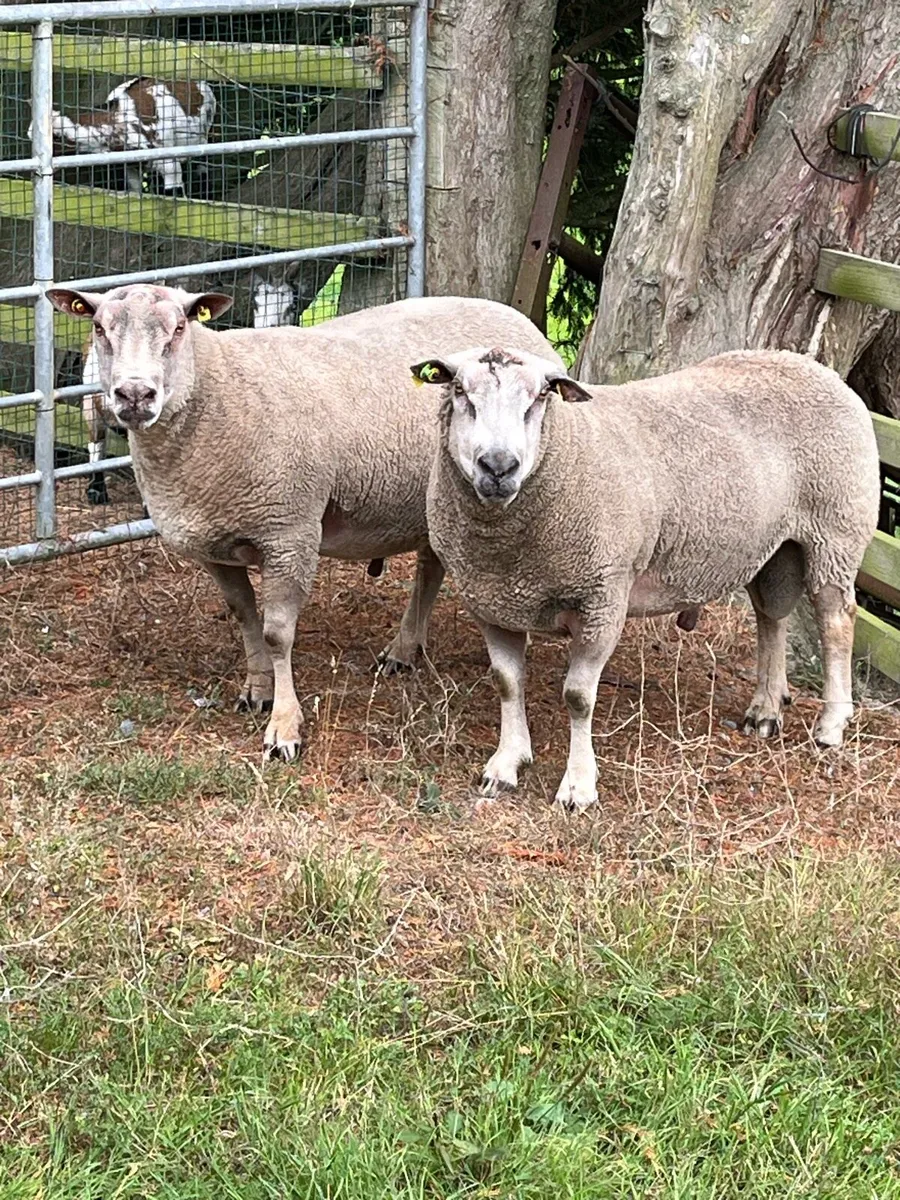 Rams - Image 1