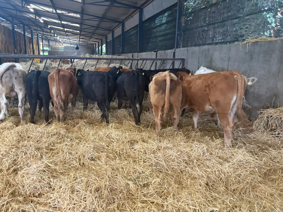 10 Limousine And Charlois bulls - Image 2