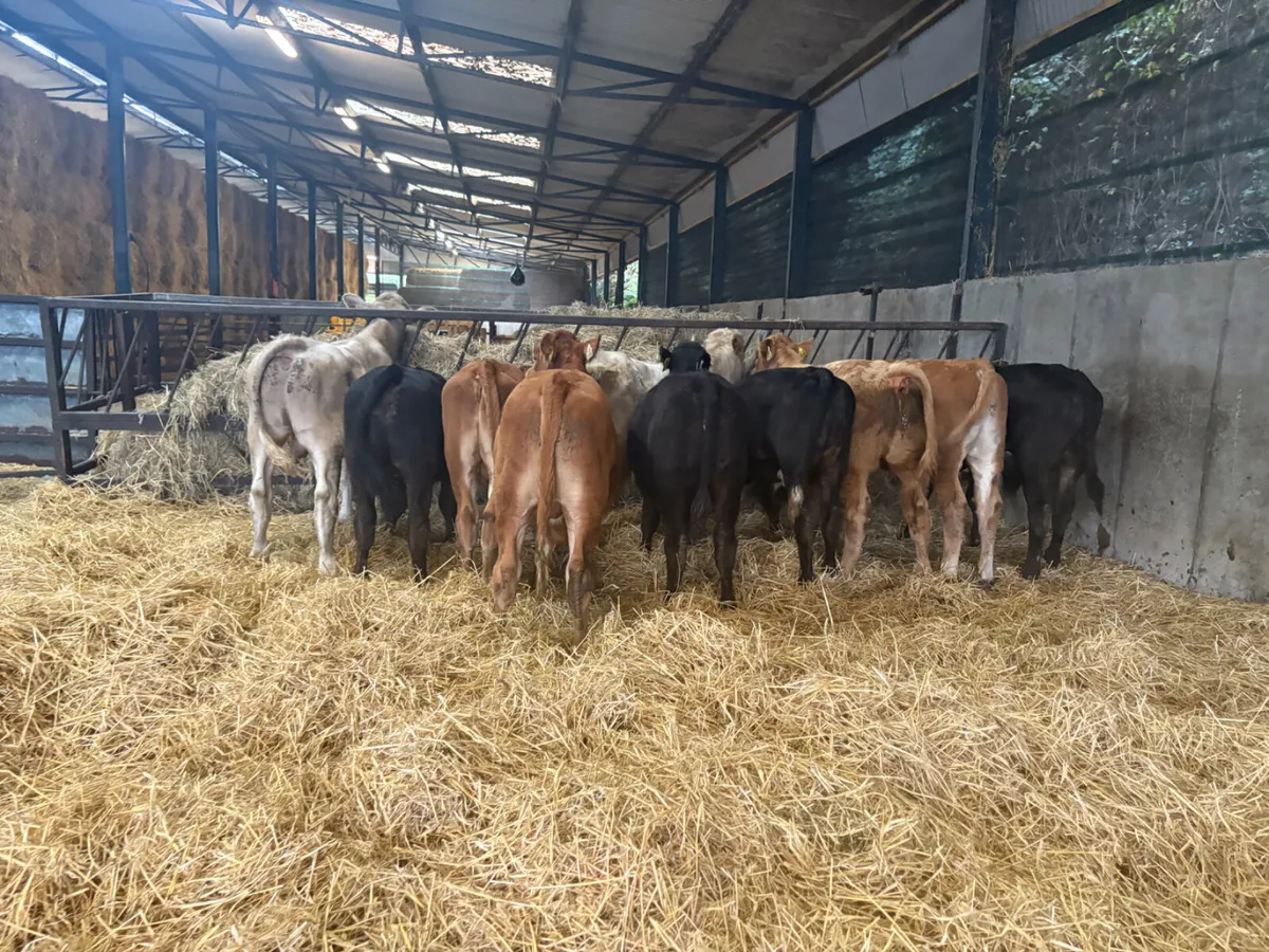 10 Limousine And Charlois bulls - Image 4