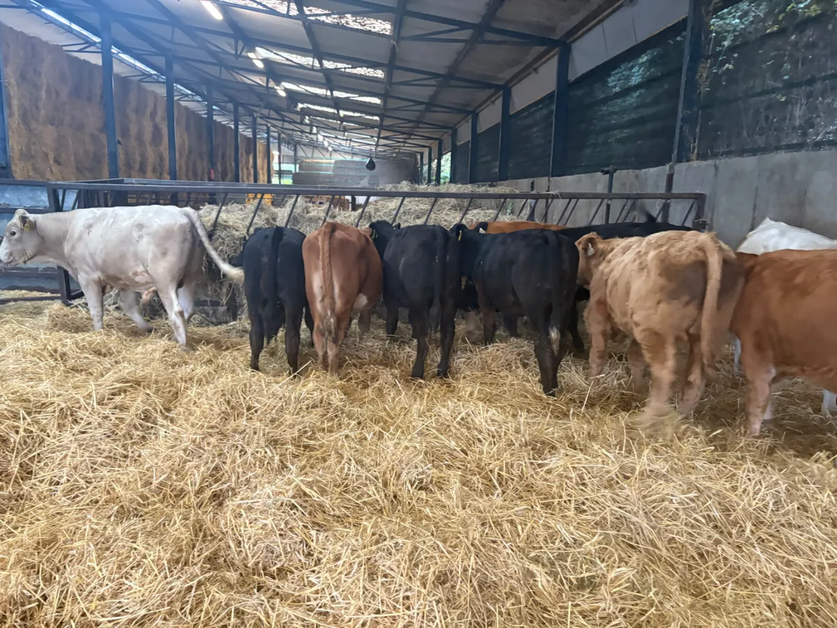 10 Limousine And Charlois bulls - Image 1