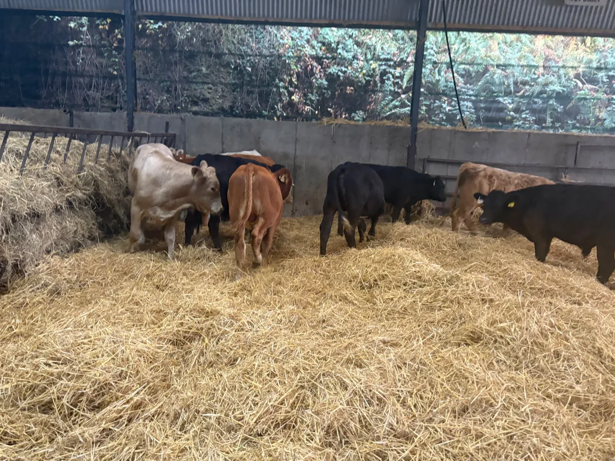 10 Limousine And Charlois bulls - Image 3