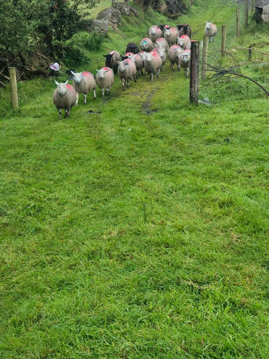 Ewe and Ram lambs - Image 2