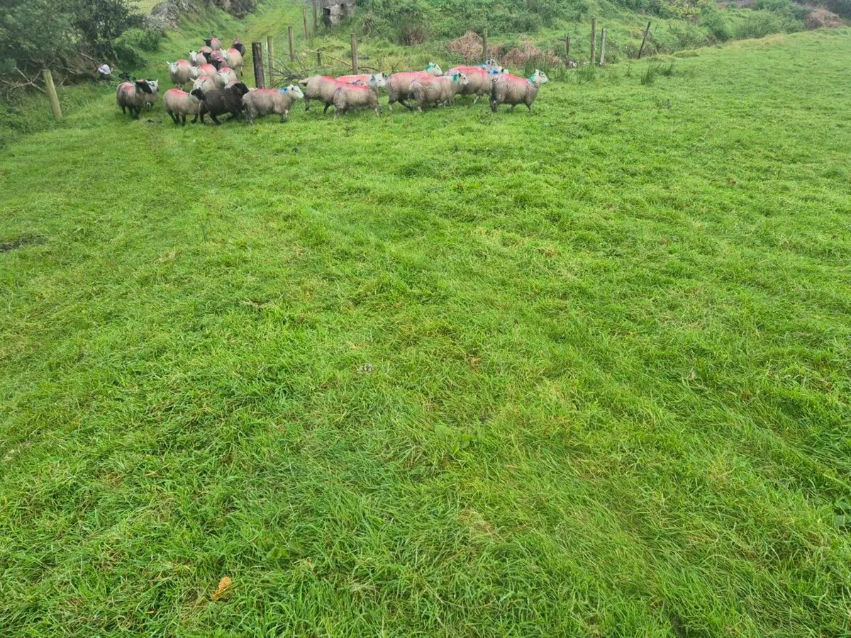 Ewe and Ram lambs - Image 3