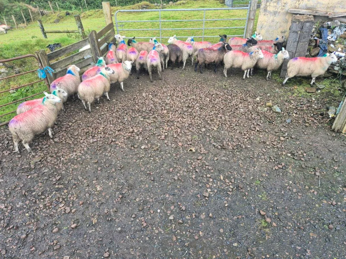 Ewe and Ram lambs - Image 4