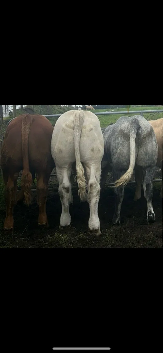 5 weanling bull for show and sale day Ballina mart - Image 1