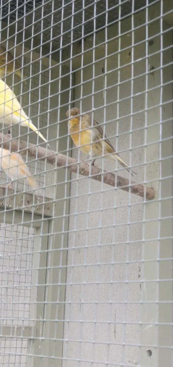 Canaries - Image 1