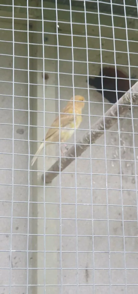 Canaries - Image 3