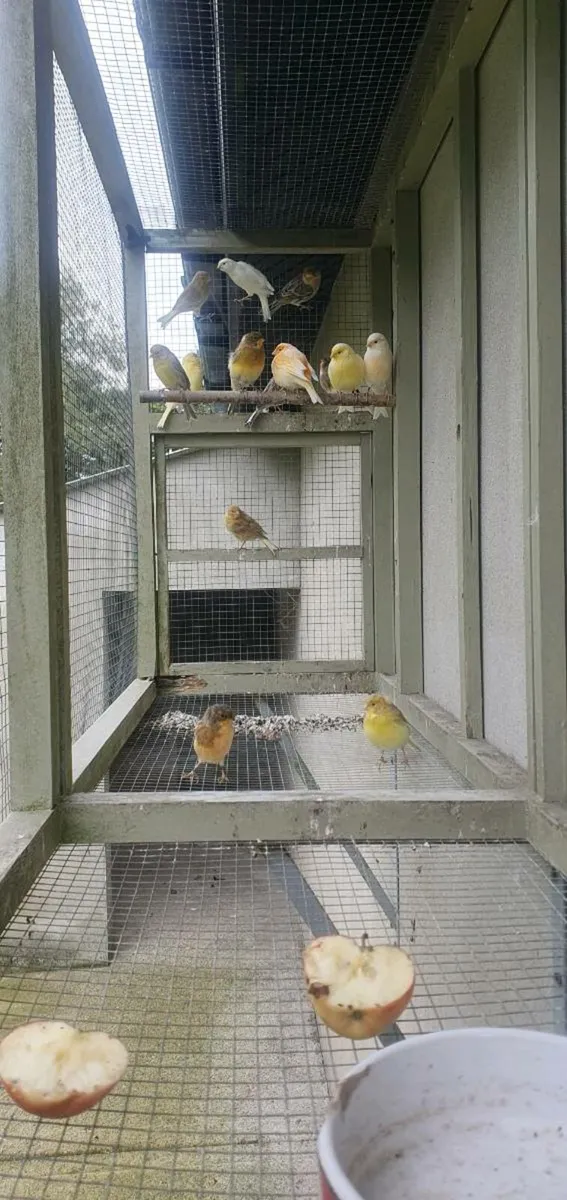 Canaries - Image 4