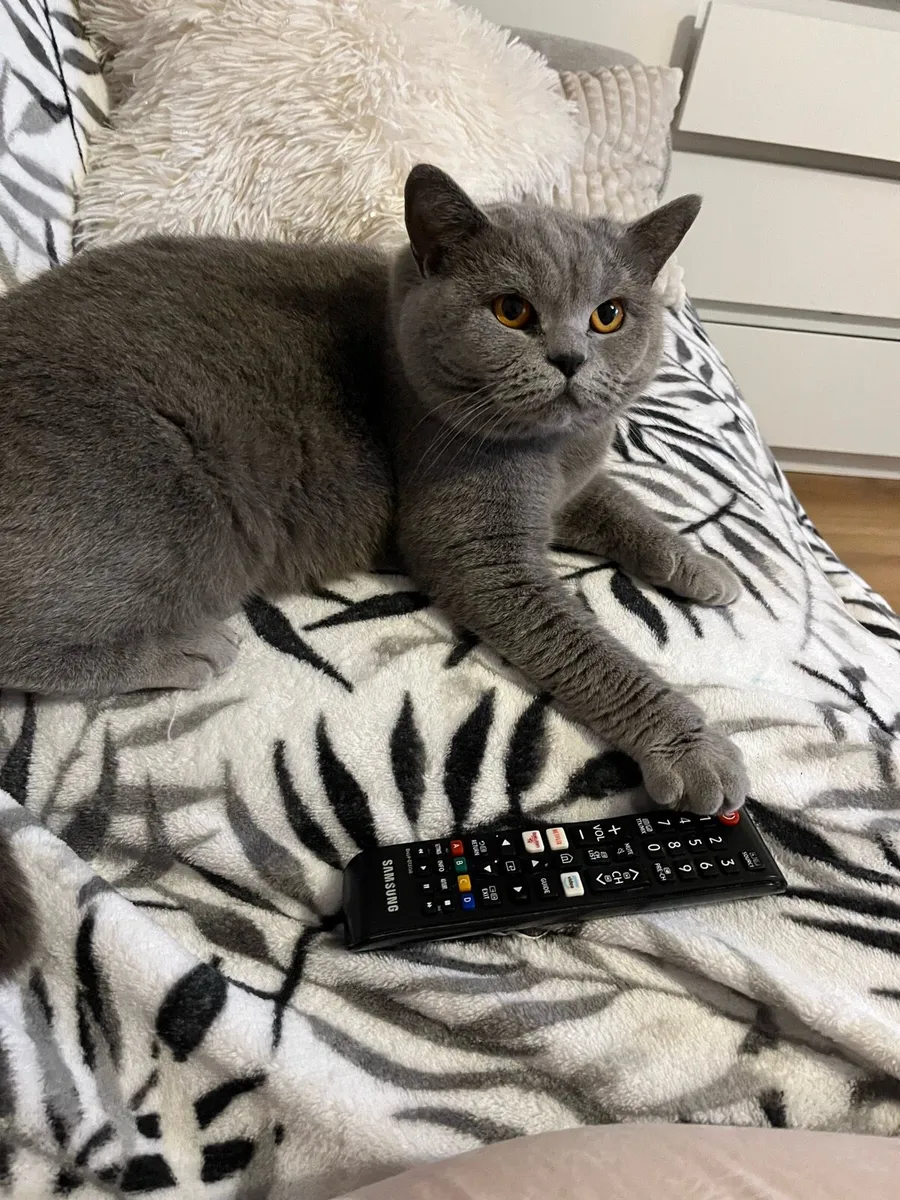 British and Scottish fold 1 boy left 🥰🐈‍⬛ - Image 3