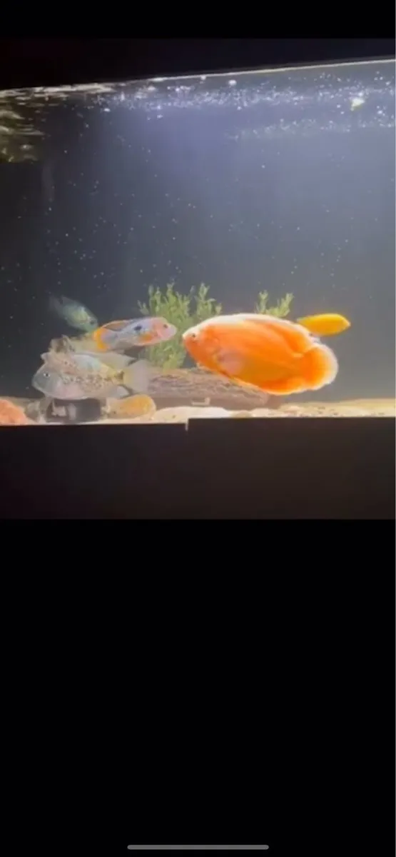Nd aquatics fish tank - Image 2