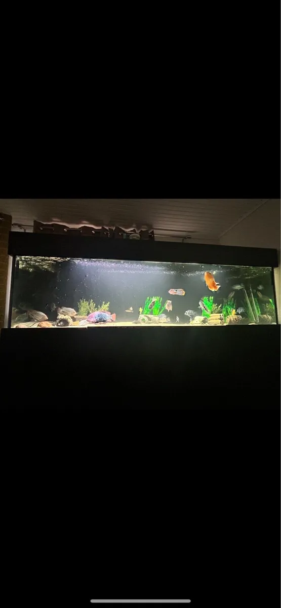 Nd aquatics fish tank - Image 3