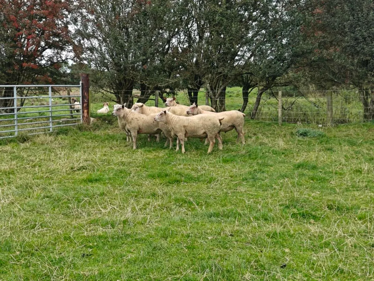 Charollais Hogget Rams - Image 1