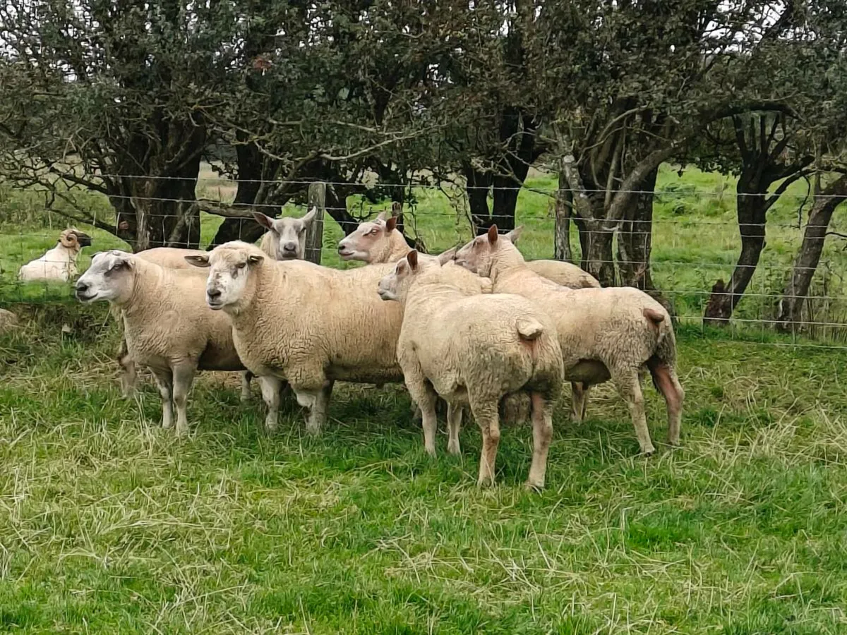 Charollais Hogget Rams - Image 2