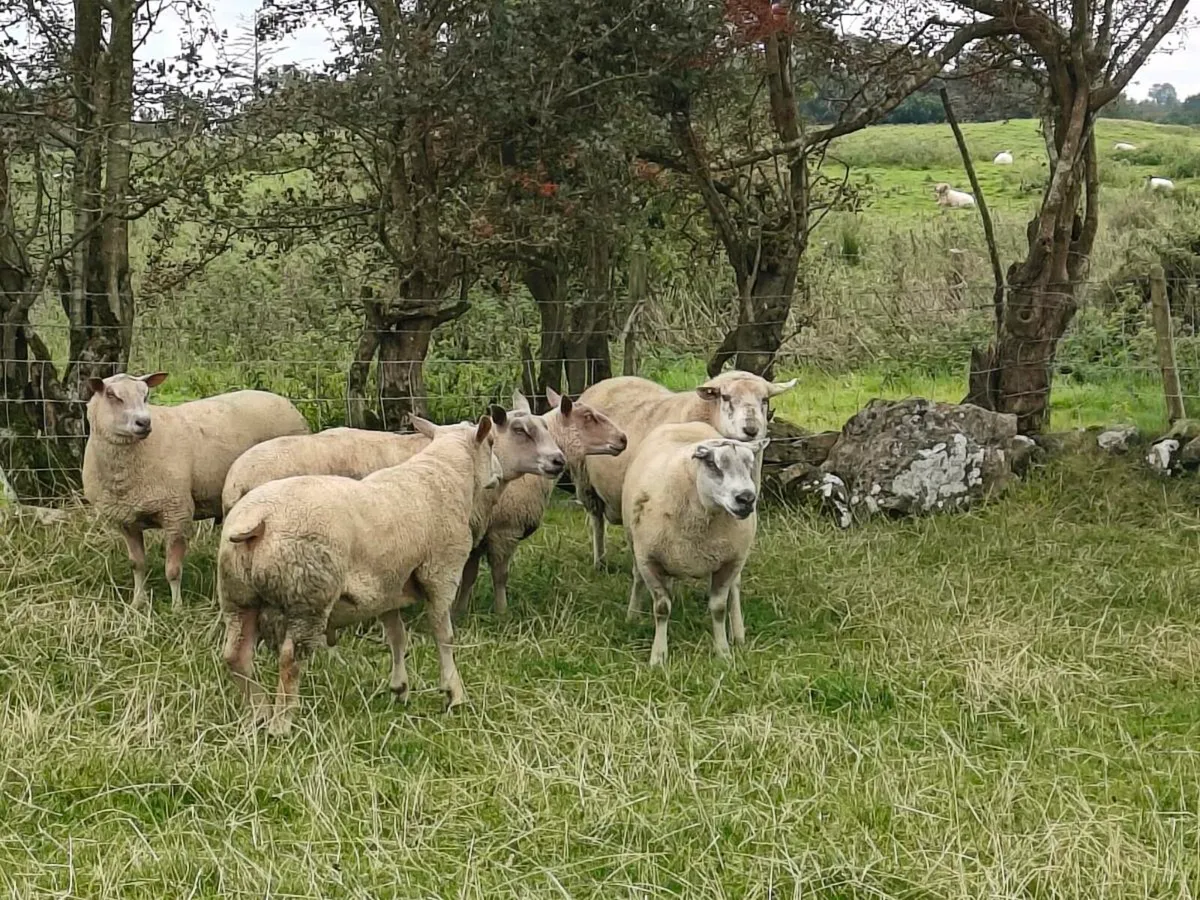 Charollais Hogget Rams - Image 3