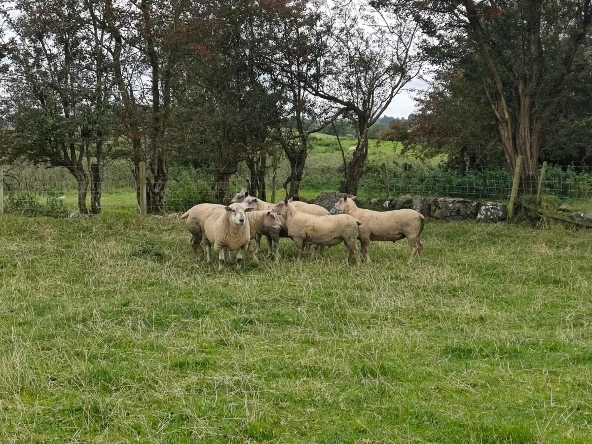 Charollais Hogget Rams - Image 4