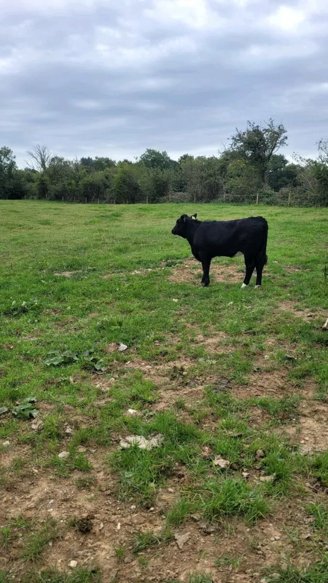 suckler bred limousine  heifer, - Image 2