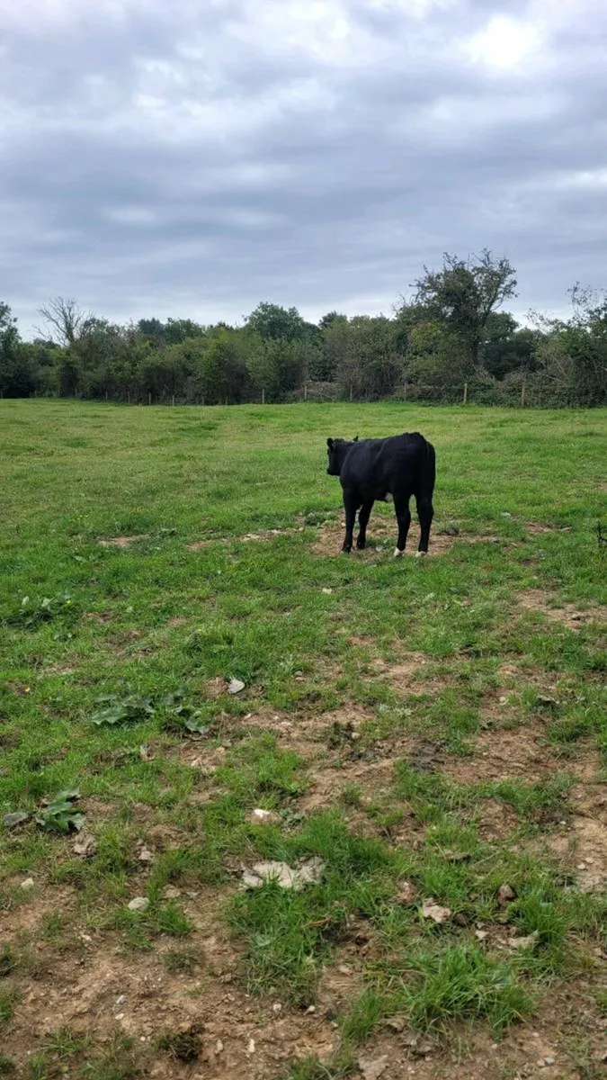 suckler bred limousine  heifer, - Image 3