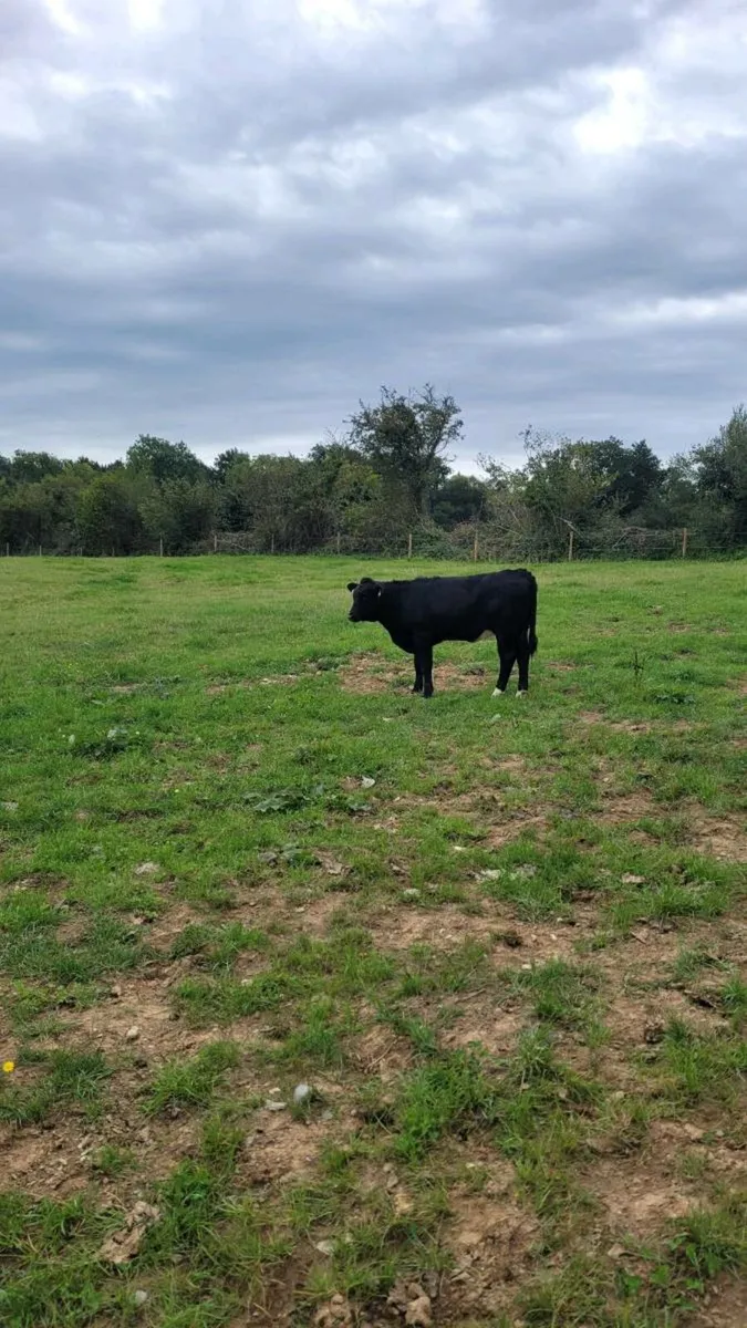 suckler bred limousine  heifer, - Image 4