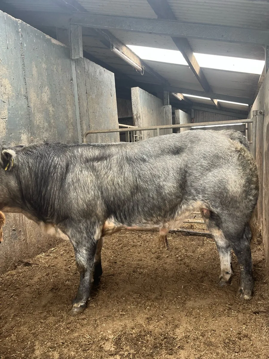 5 weanling bull for show and sale day Ballina mart - Image 2