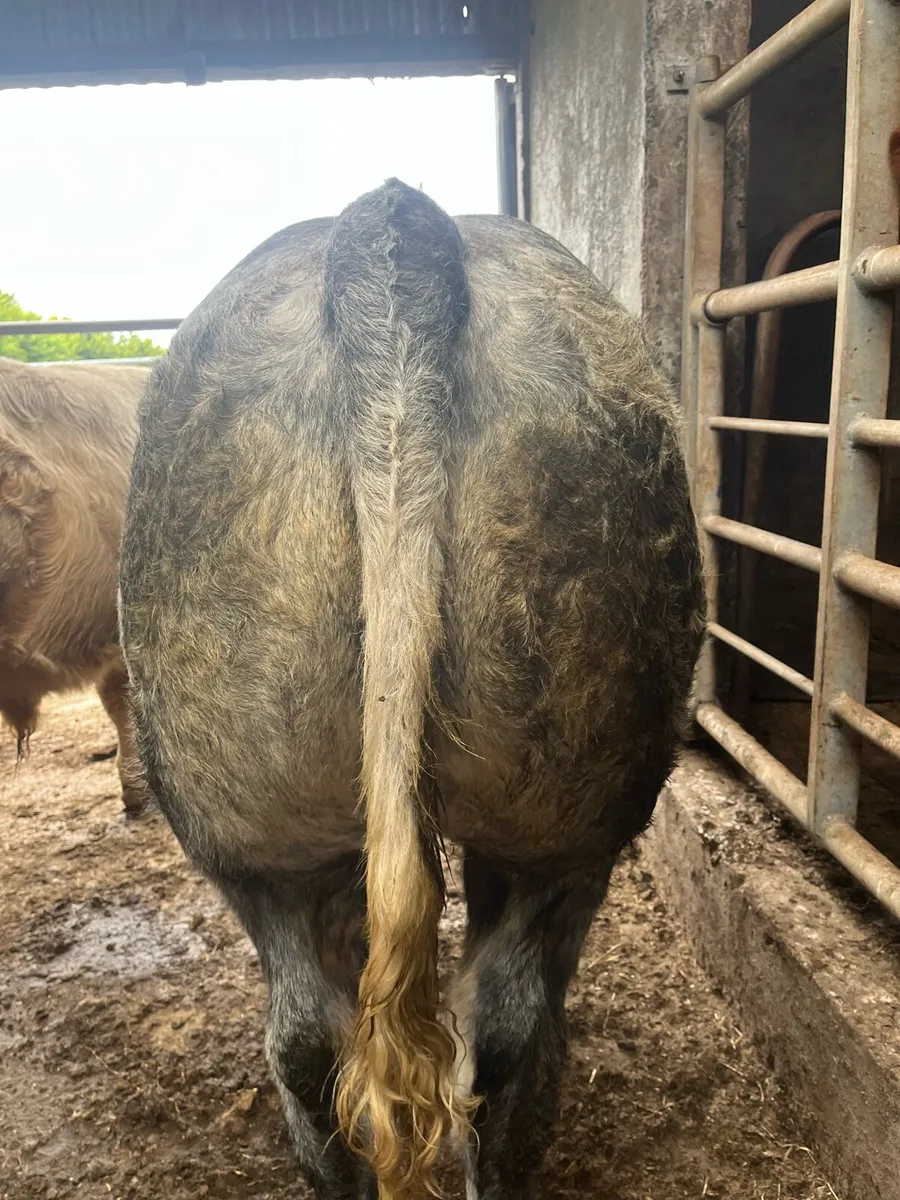5 weanling bull for show and sale day Ballina mart - Image 3