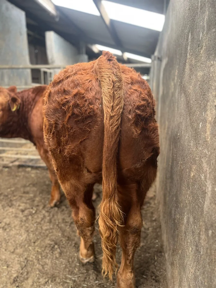 5 weanling bull for show and sale day Ballina mart - Image 4