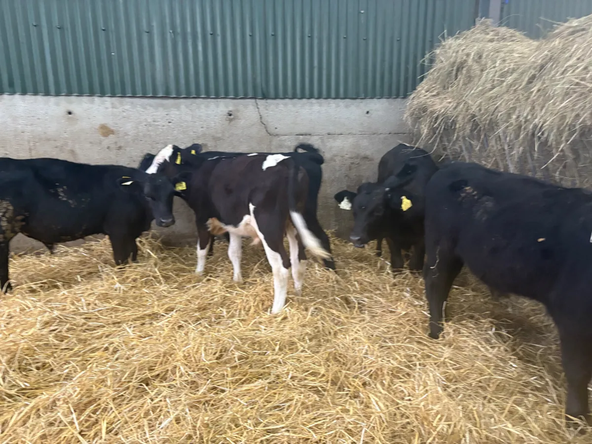 10 x  Angus Hereford reared calves - Image 1