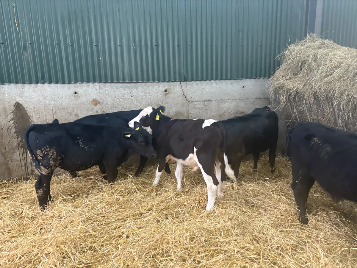 10 x  Angus Hereford reared calves - Image 2