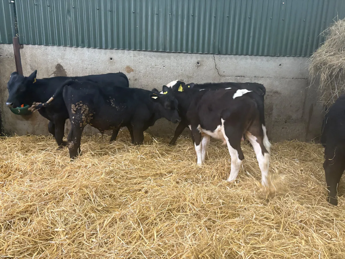 10 x  Angus Hereford reared calves - Image 3
