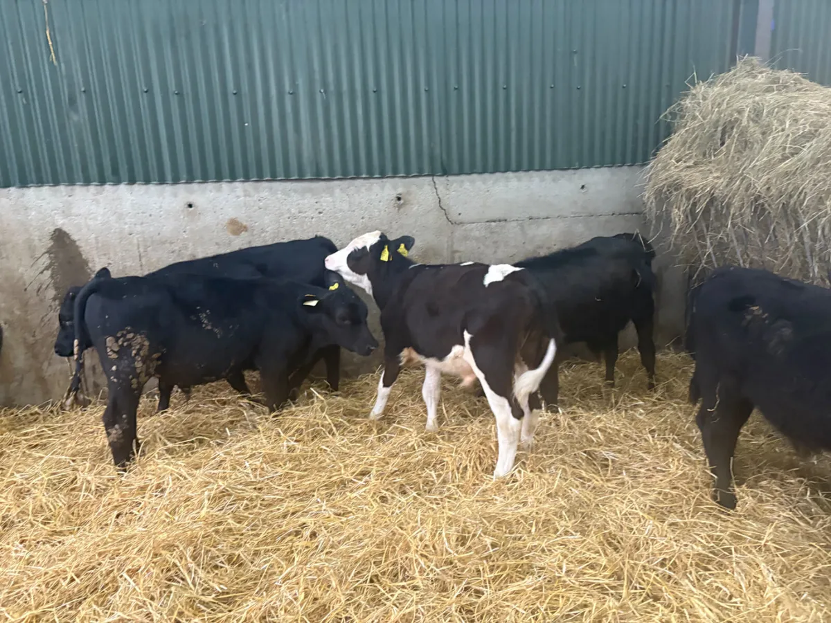 10 x  Angus Hereford reared calves - Image 4