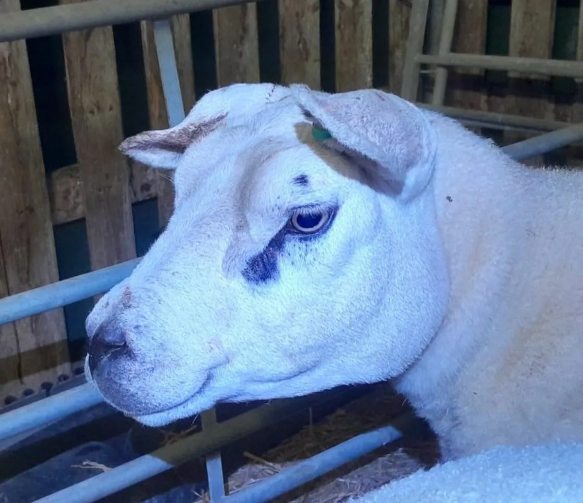 Pedigree Texel Females - Image 1