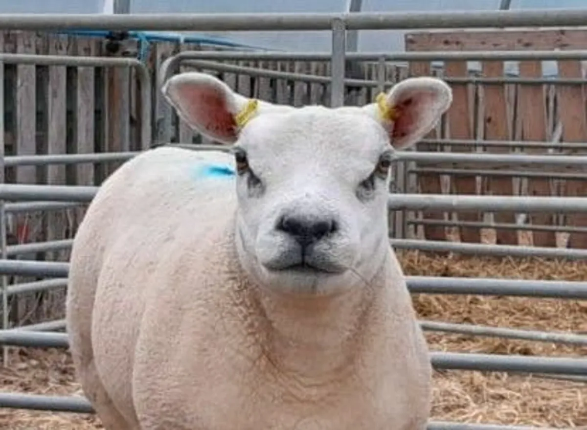 Pedigree Texel Females - Image 2