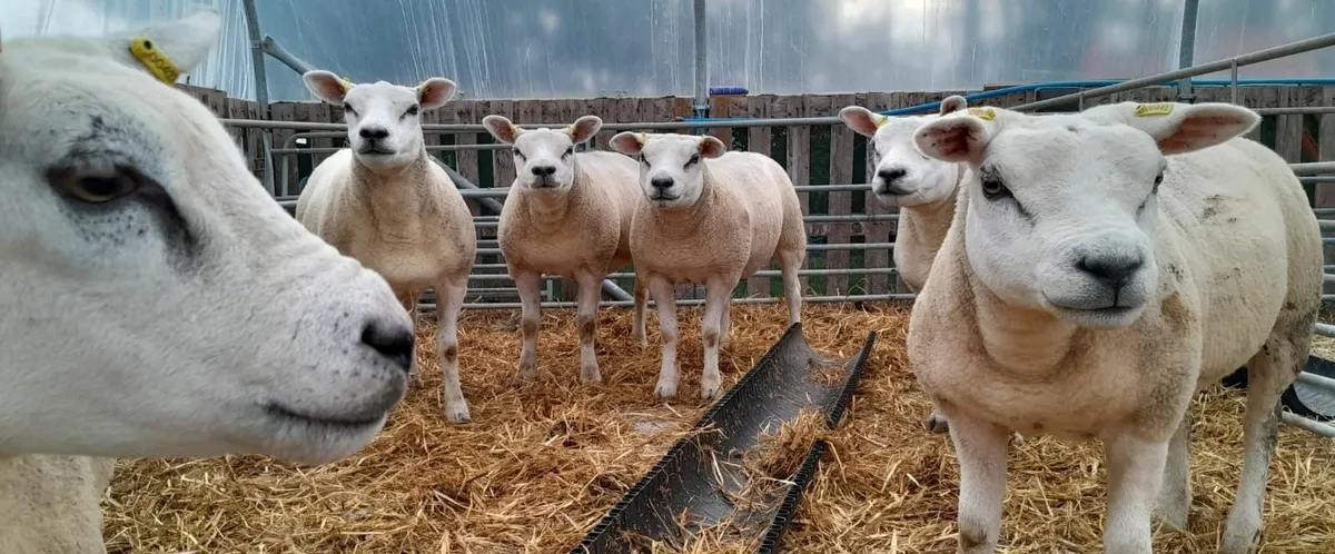 Pedigree Texel Females - Image 3